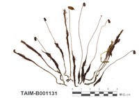 藏品(土馬騣)的圖片